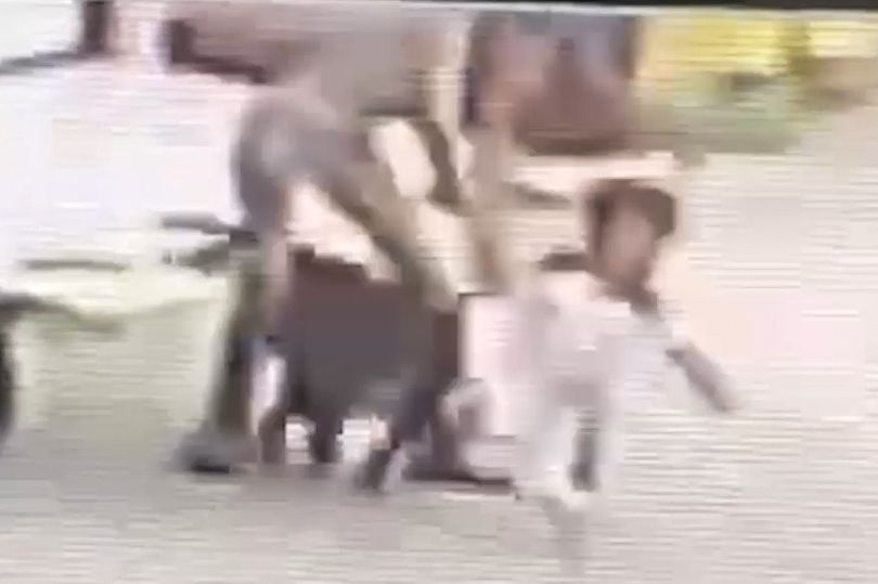 toddler mauled by dog