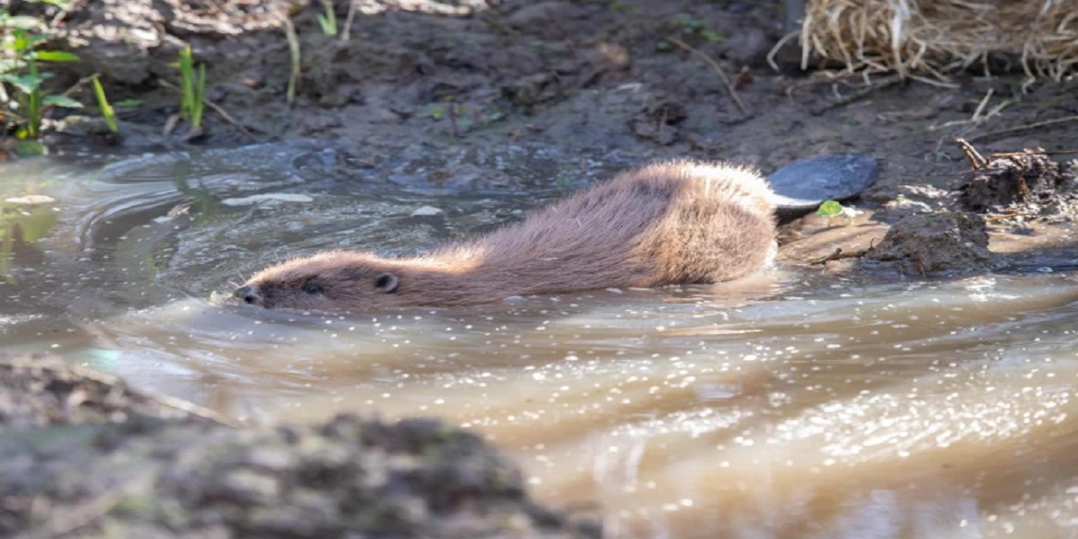 beaver