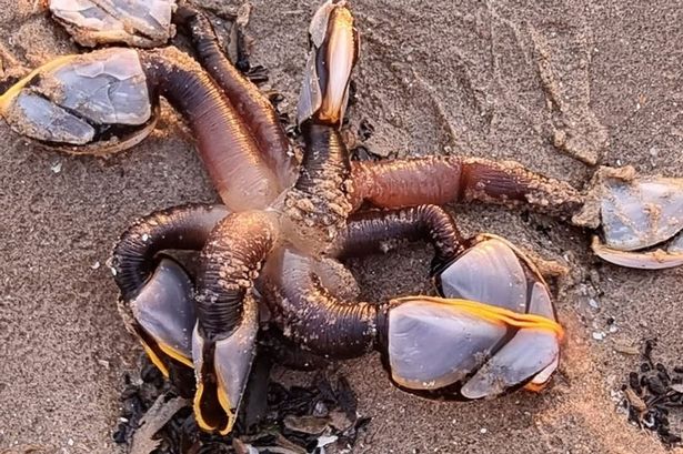 sea creature