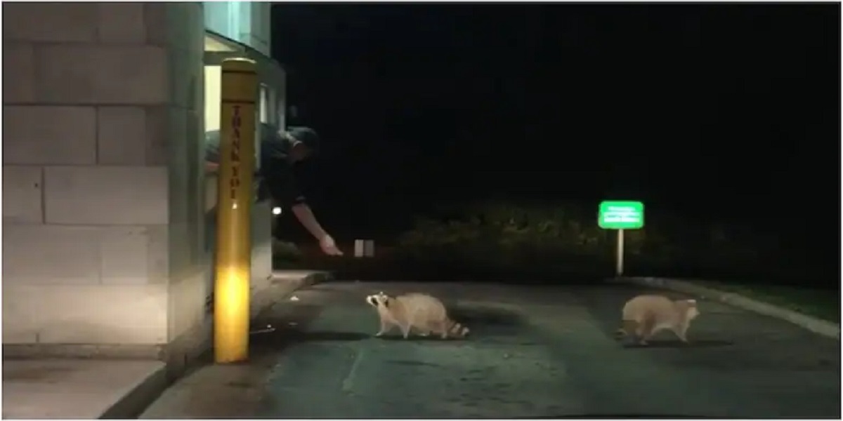 racoons