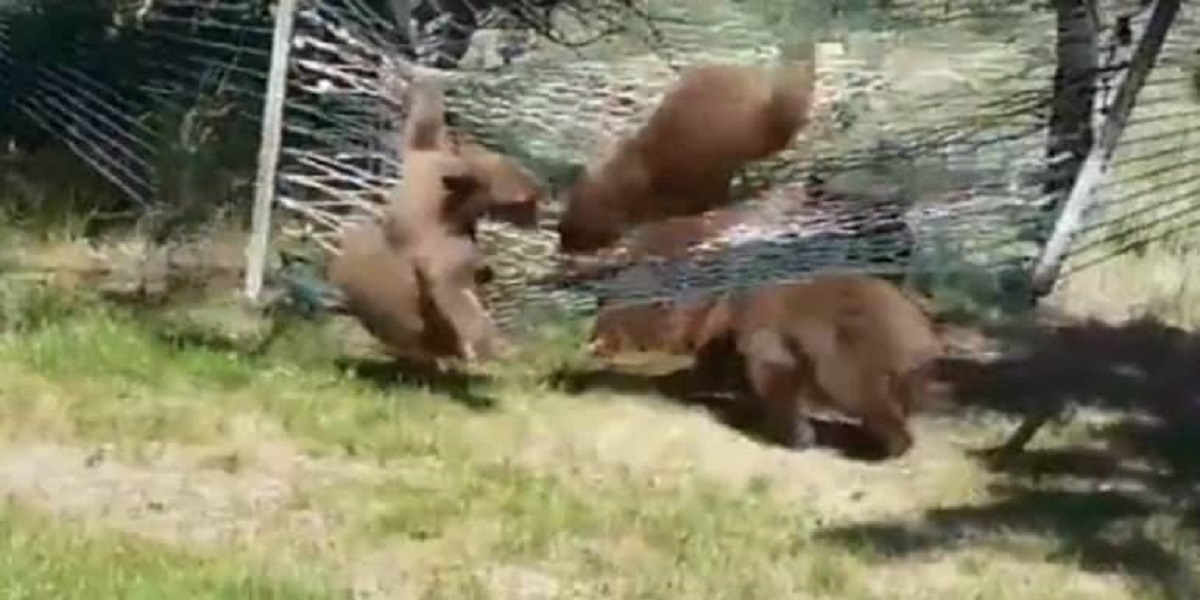 bear