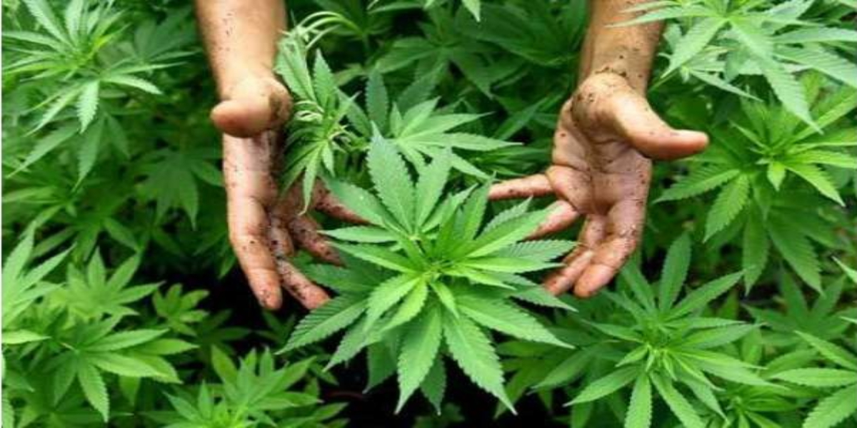The license for Bhang production will be valid for 15 years.