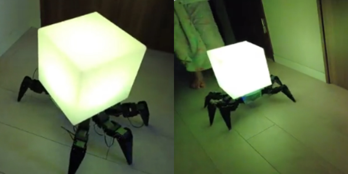 You have never seen a spider like this! Watch video