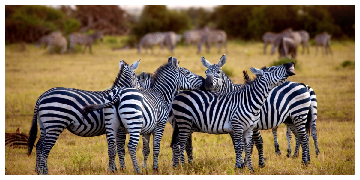 Tanzania