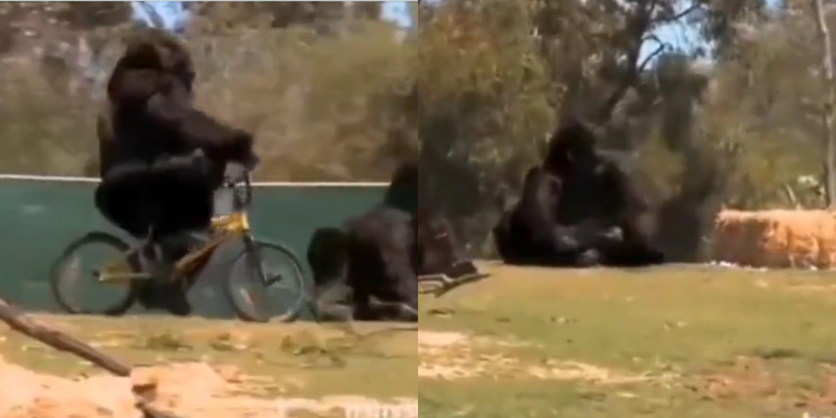 Gorilla's hilarious cycling video goes viral