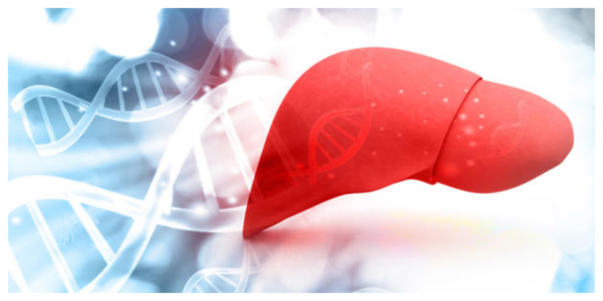 liver never ages more than three years