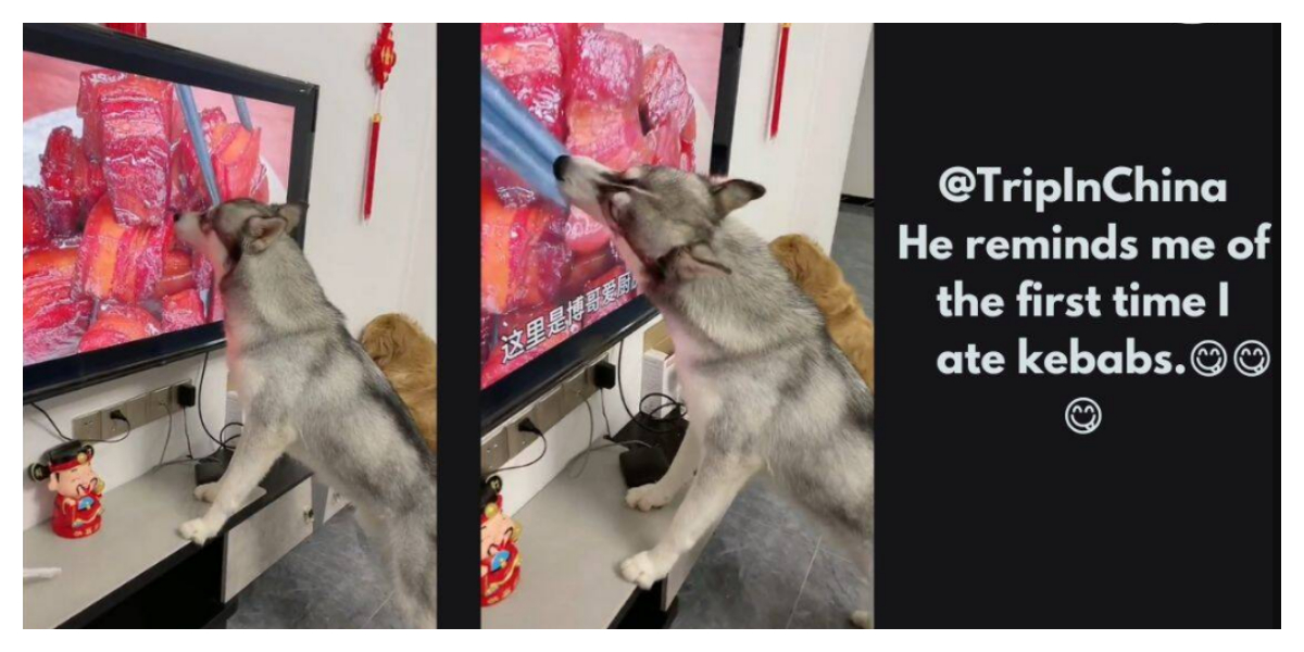 Dog licks meat