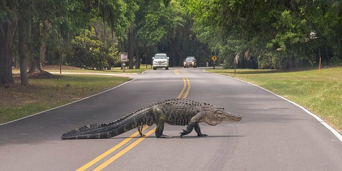 Alligator