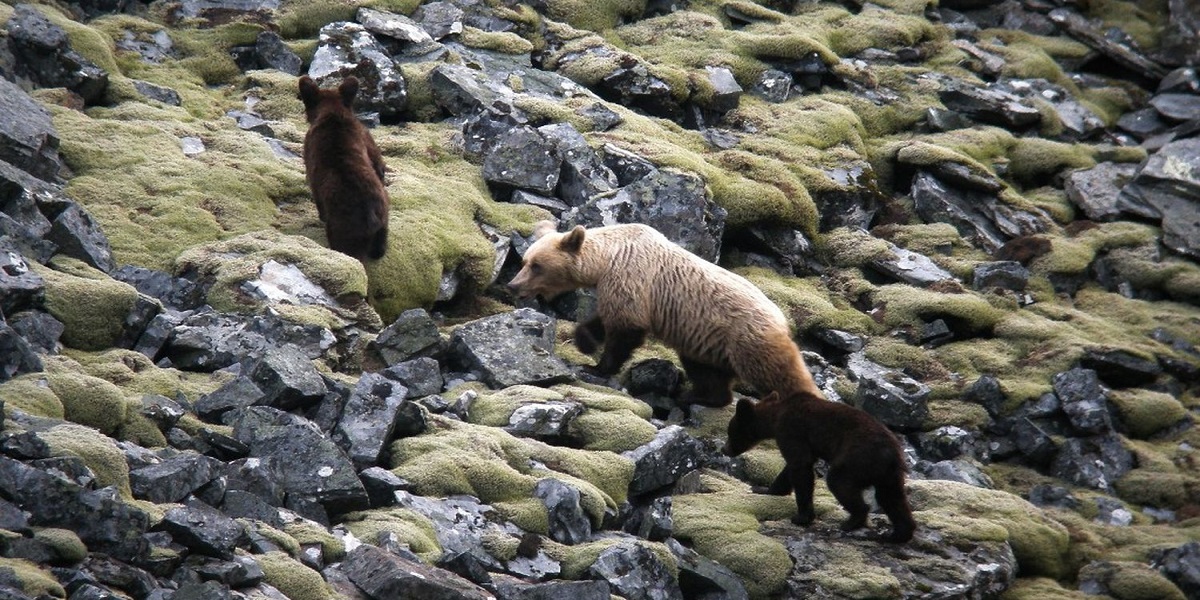 bear