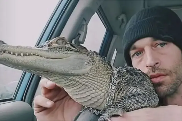 alligator