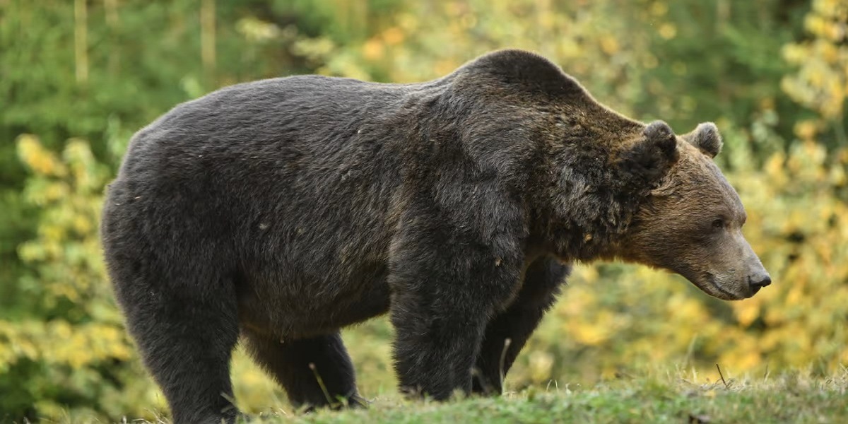 bear
