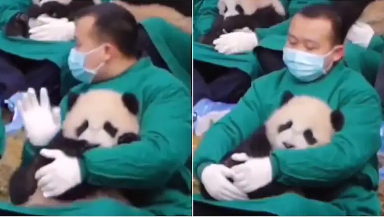 Panda