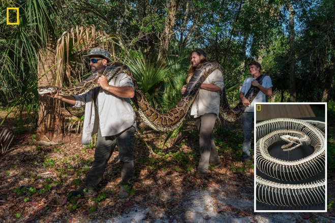 largest python
