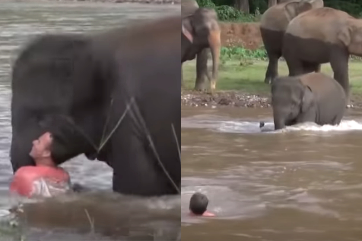 elephant saves man