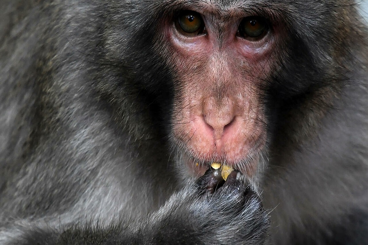 monkey