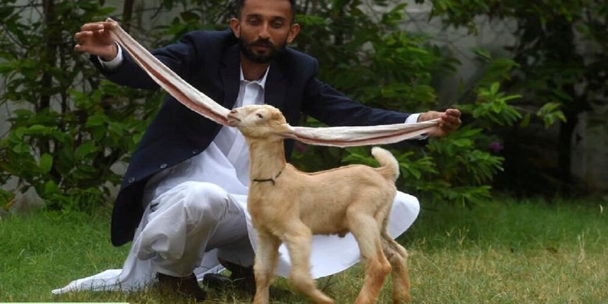 goat