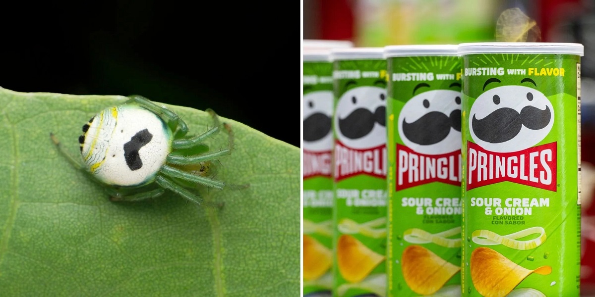 pringles