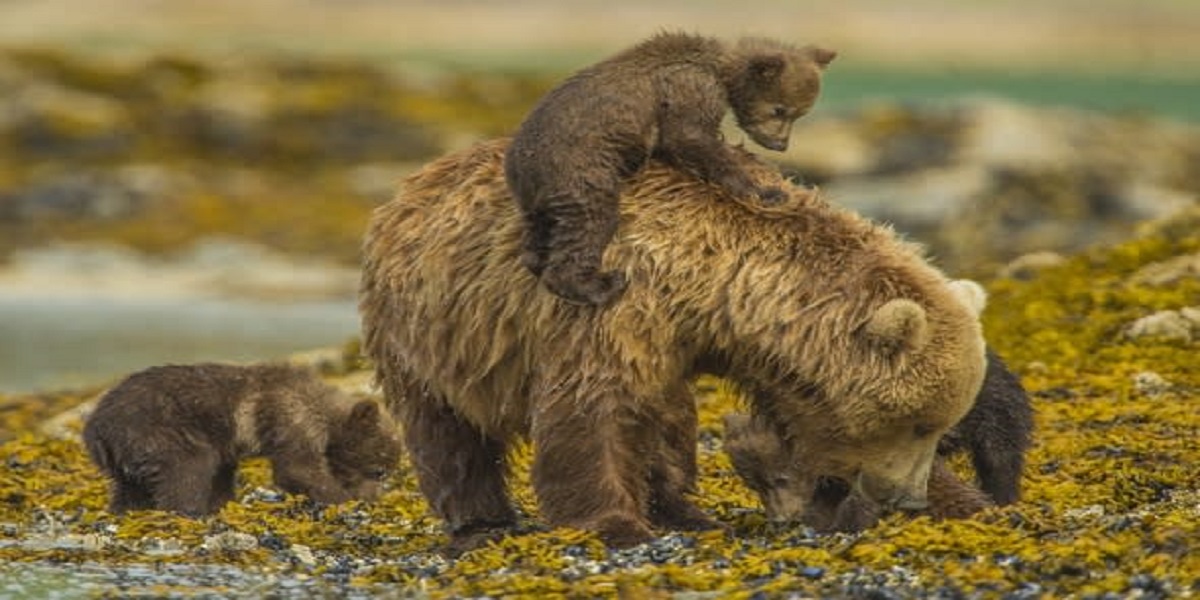 bear cubs