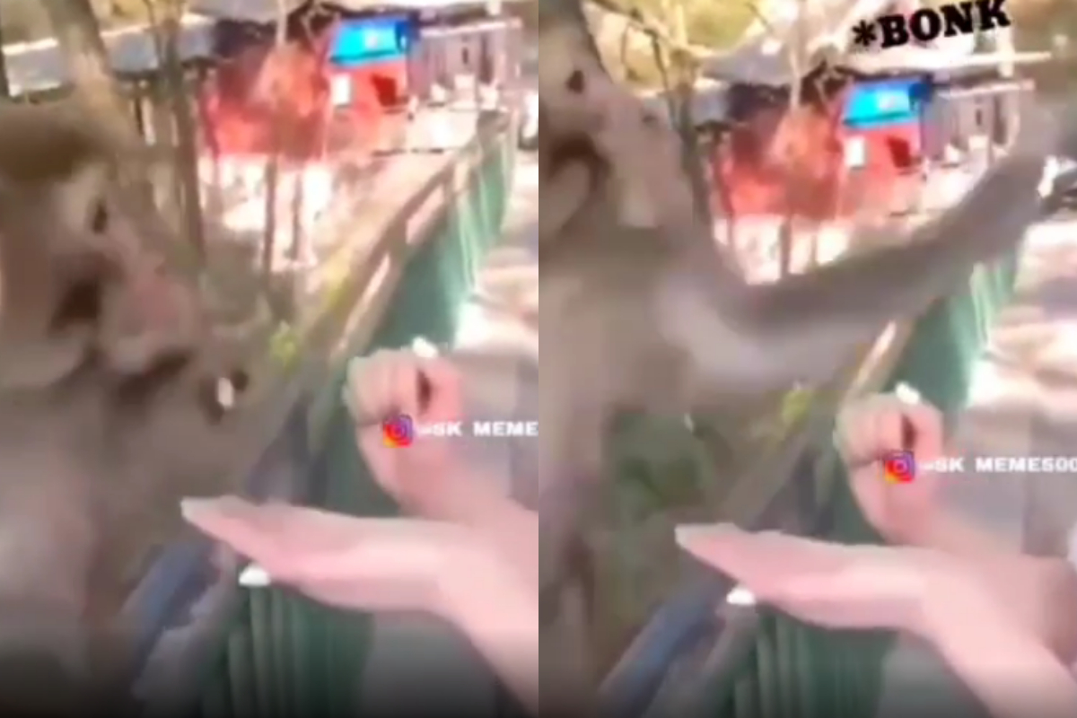 monkey slapping a woman