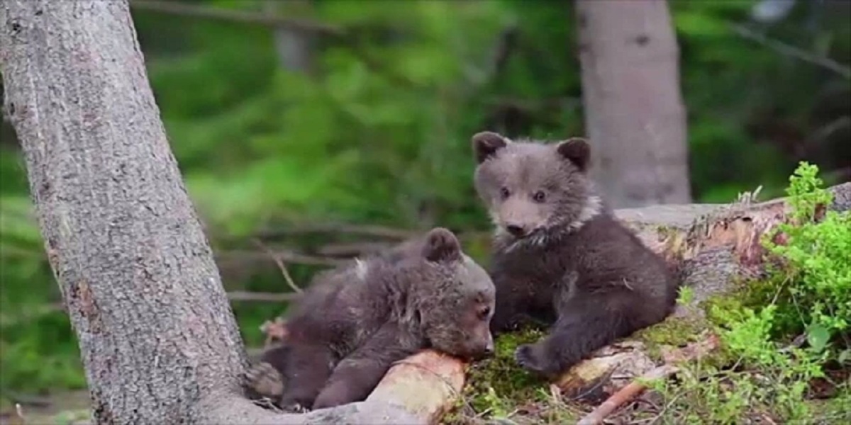 bear