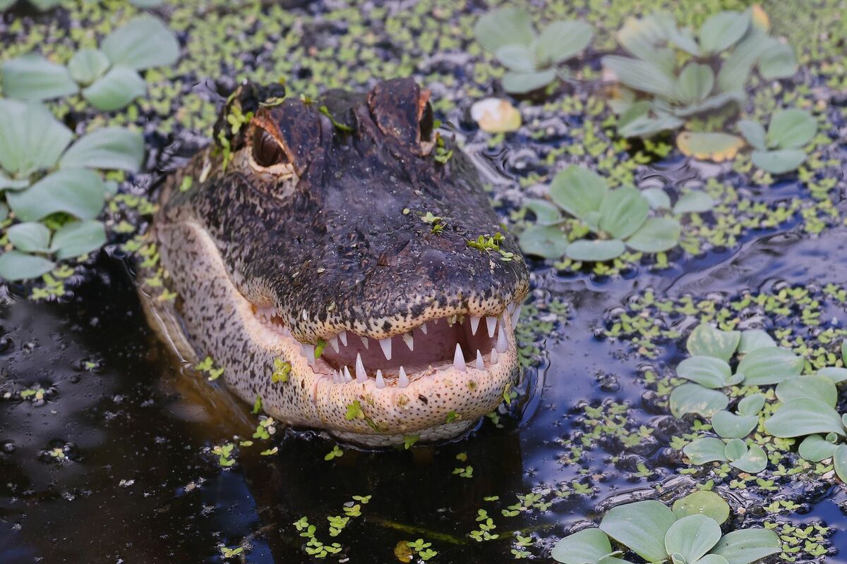 alligator