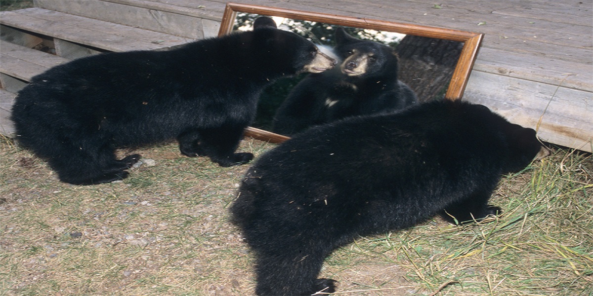 bear