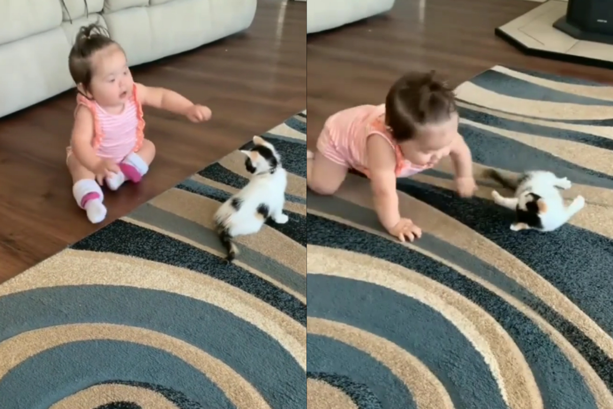 baby playing with kitten