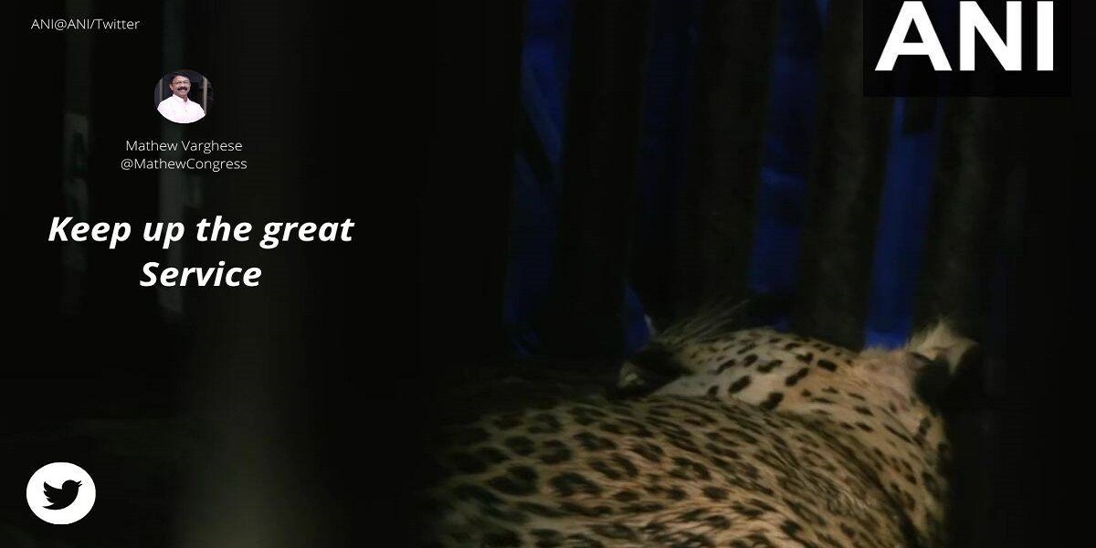 leopard