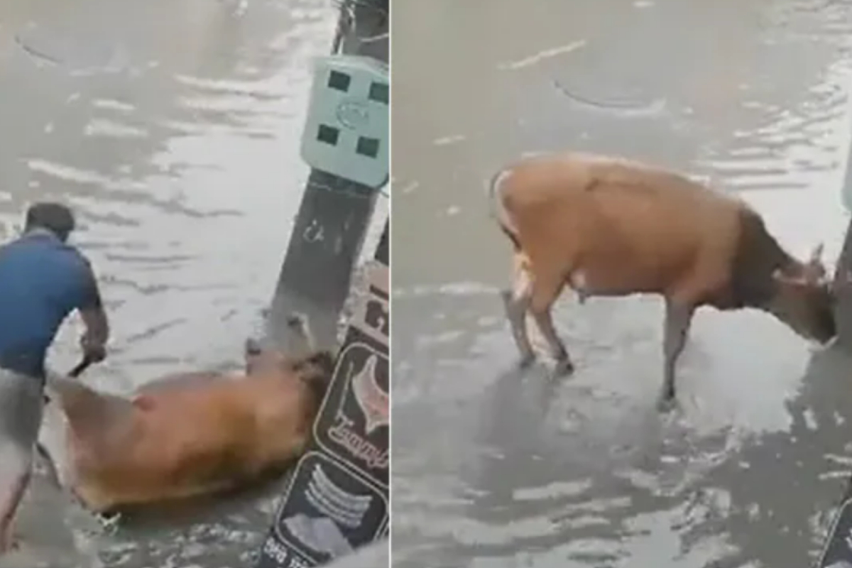 Man saves cow