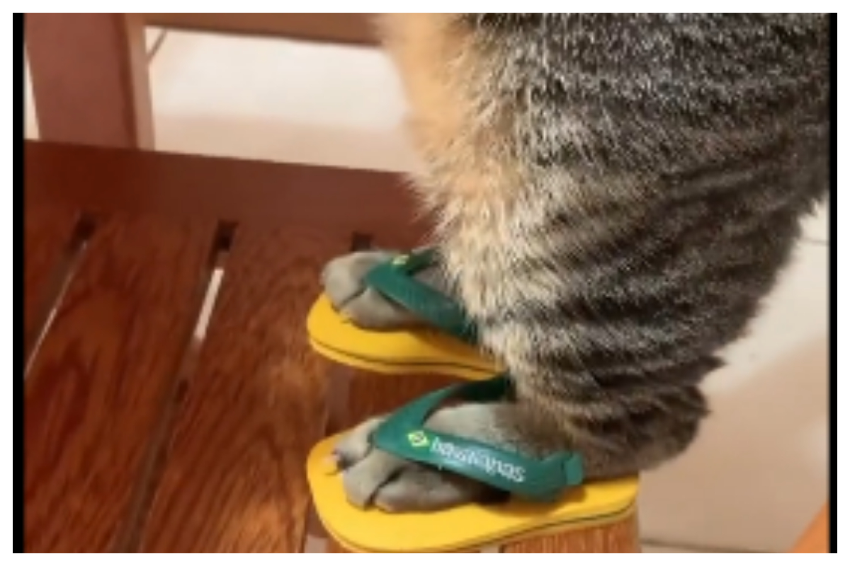 cat