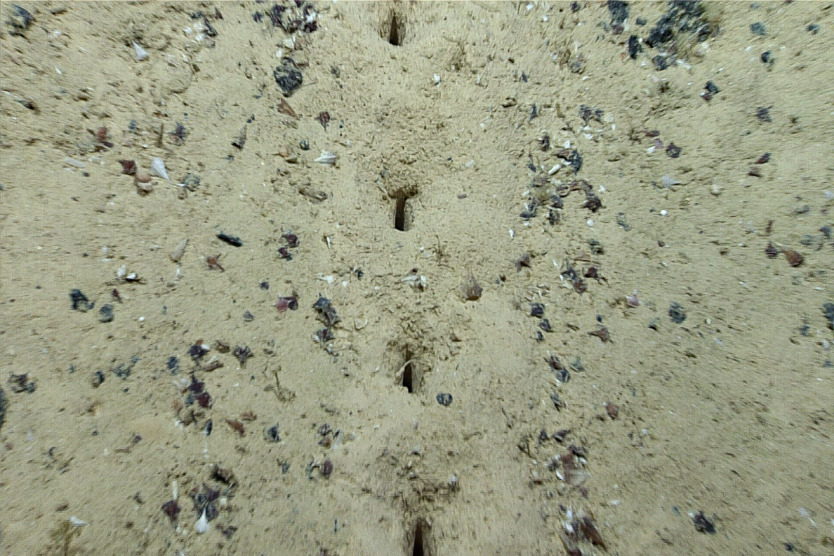 scientists holes