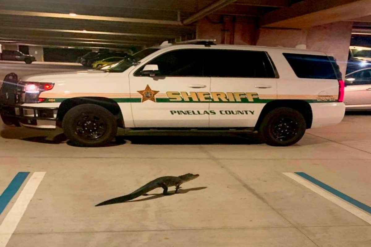 alligator