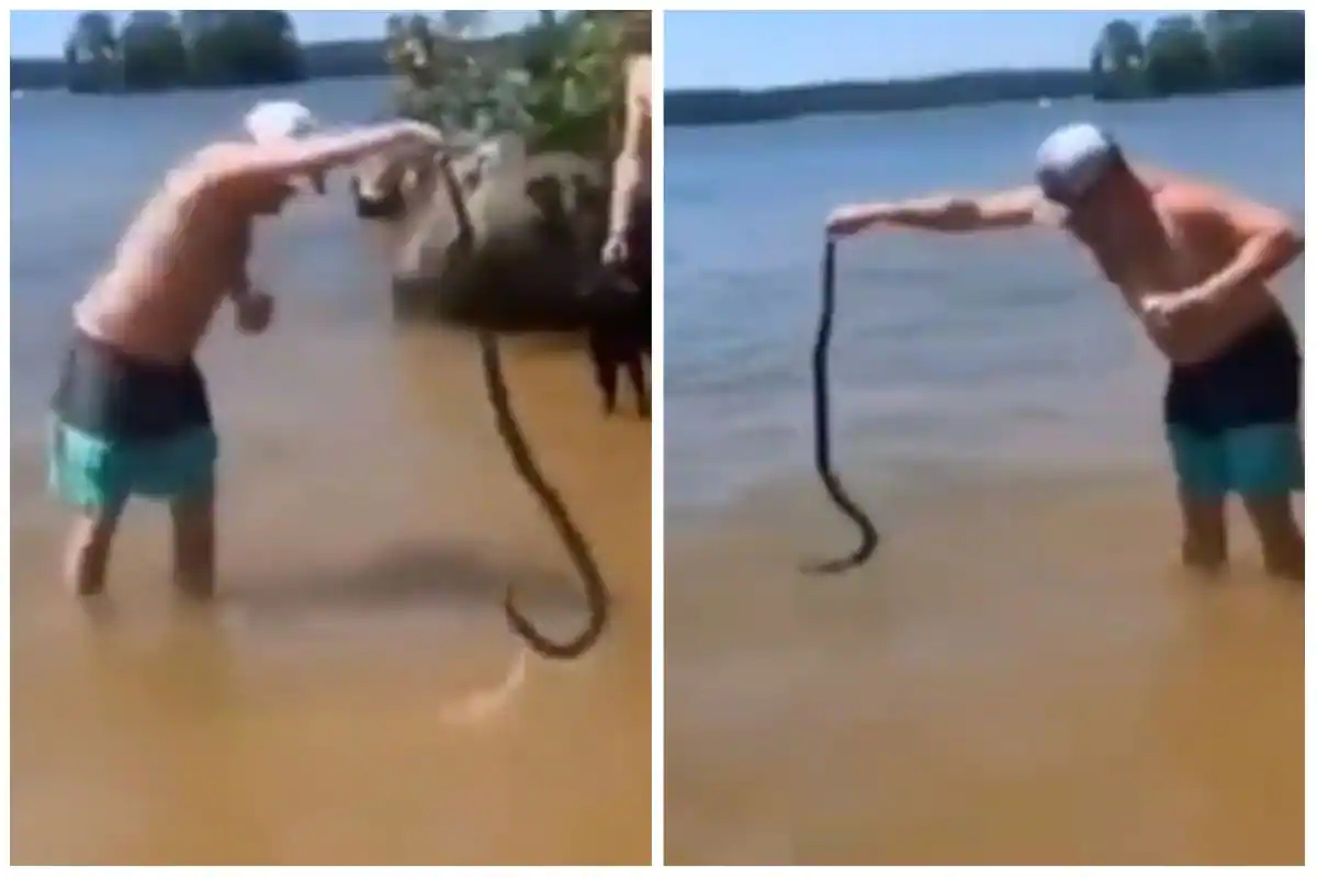 snake