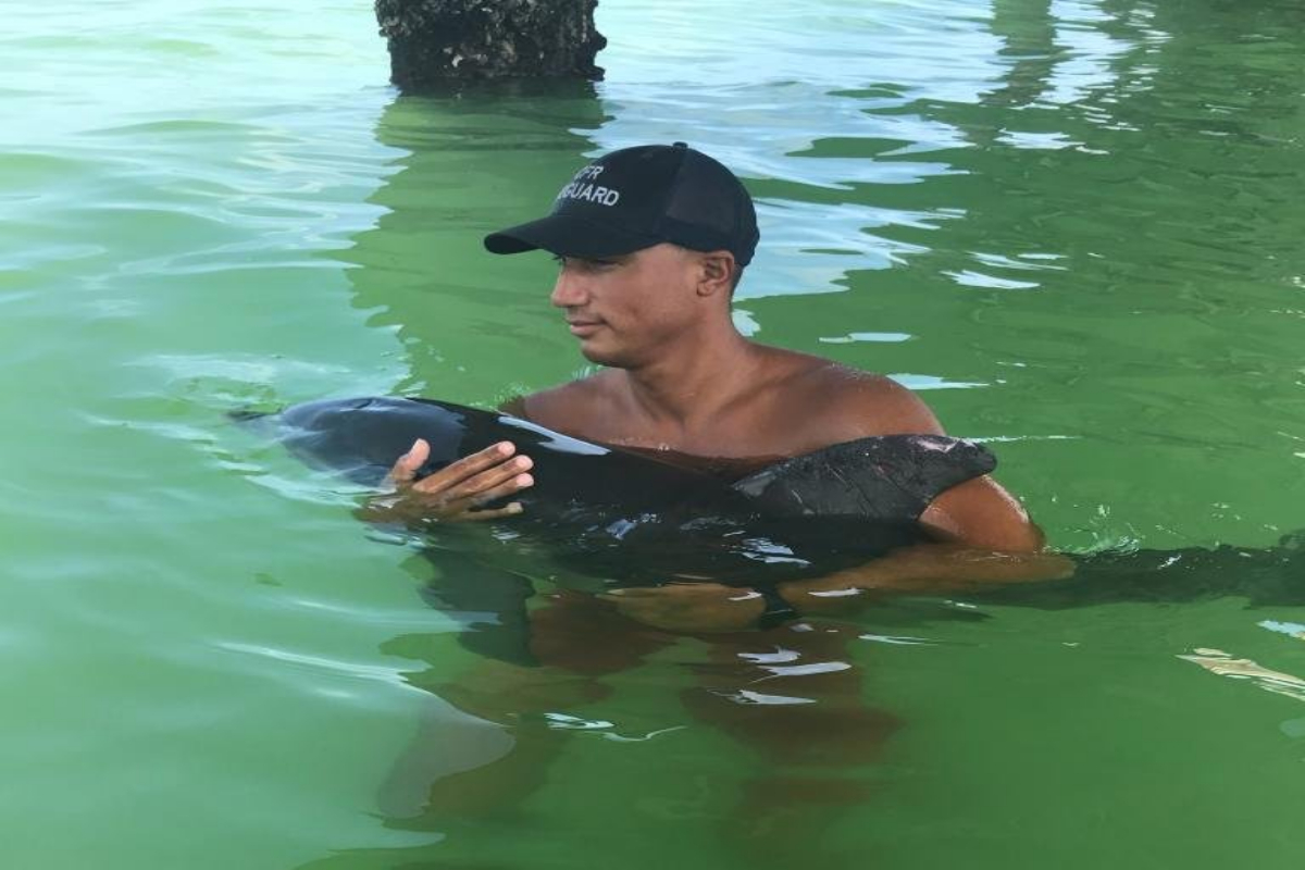 dolphin