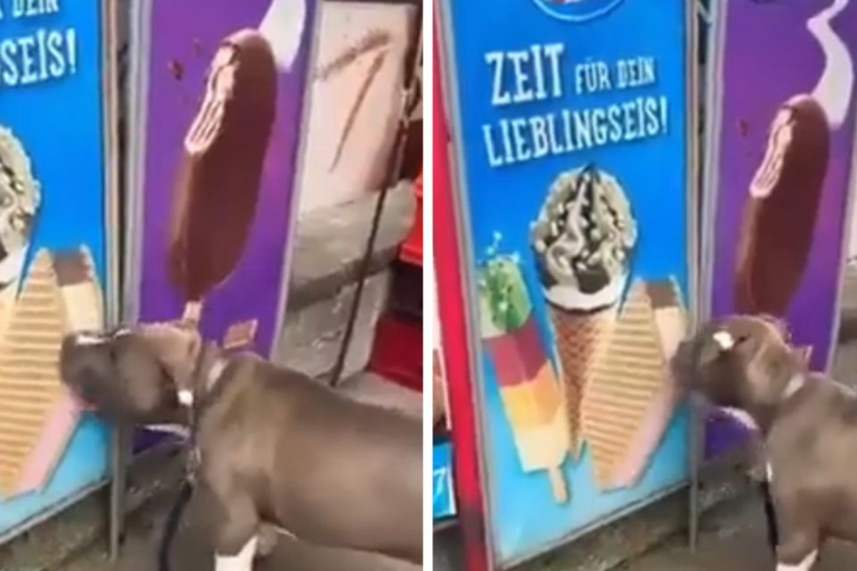 dog