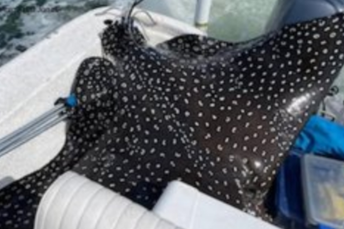 Eagle ray