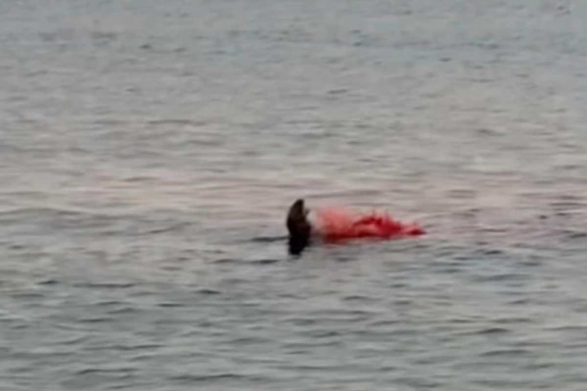Shark Attack