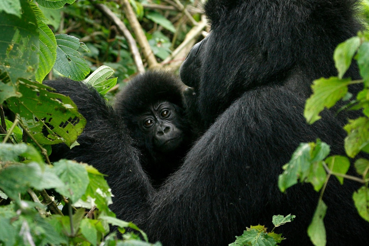 Congo