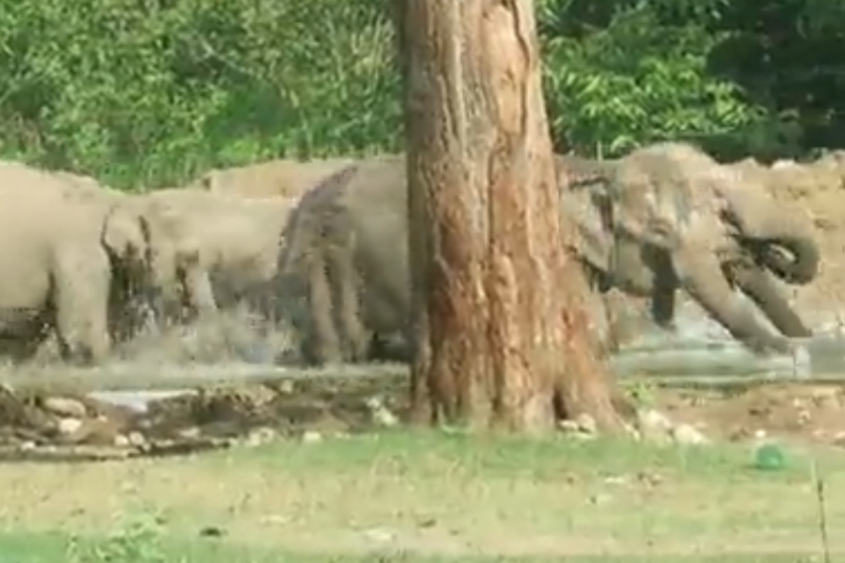 herd of elephants