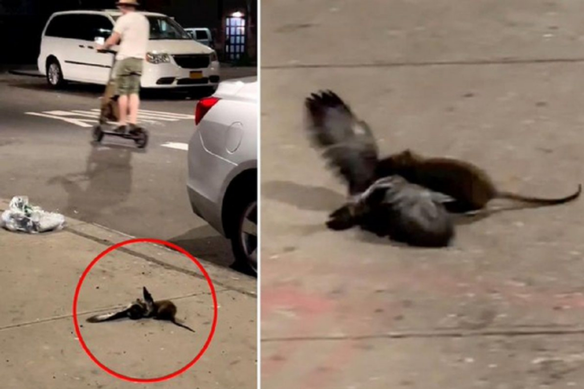 savage rat
