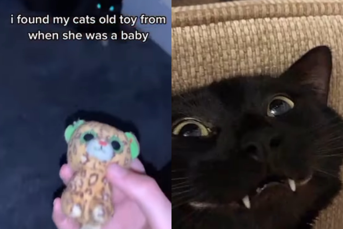 cat toy