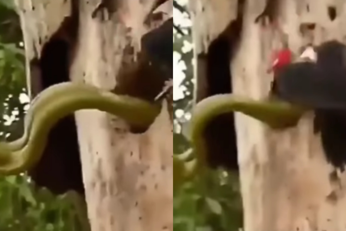 woodpeckers