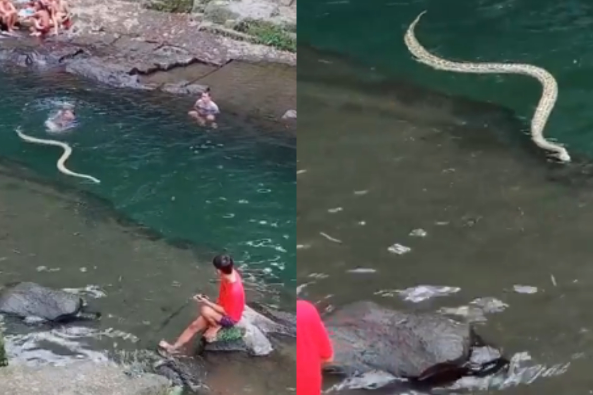 Massive snake