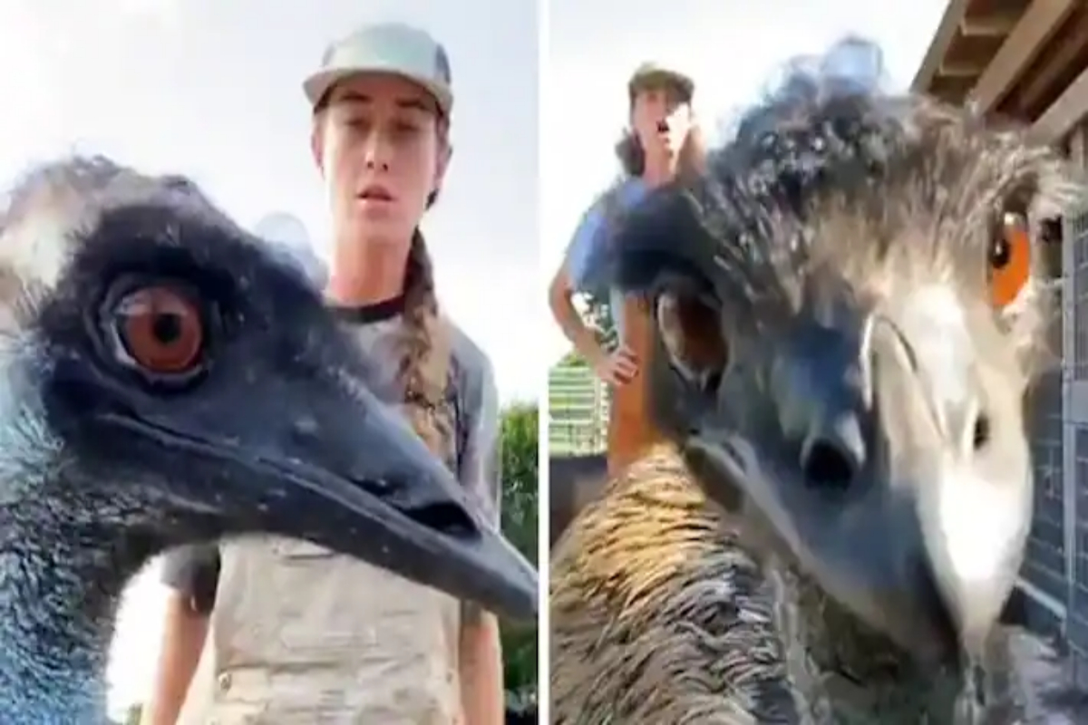 emu