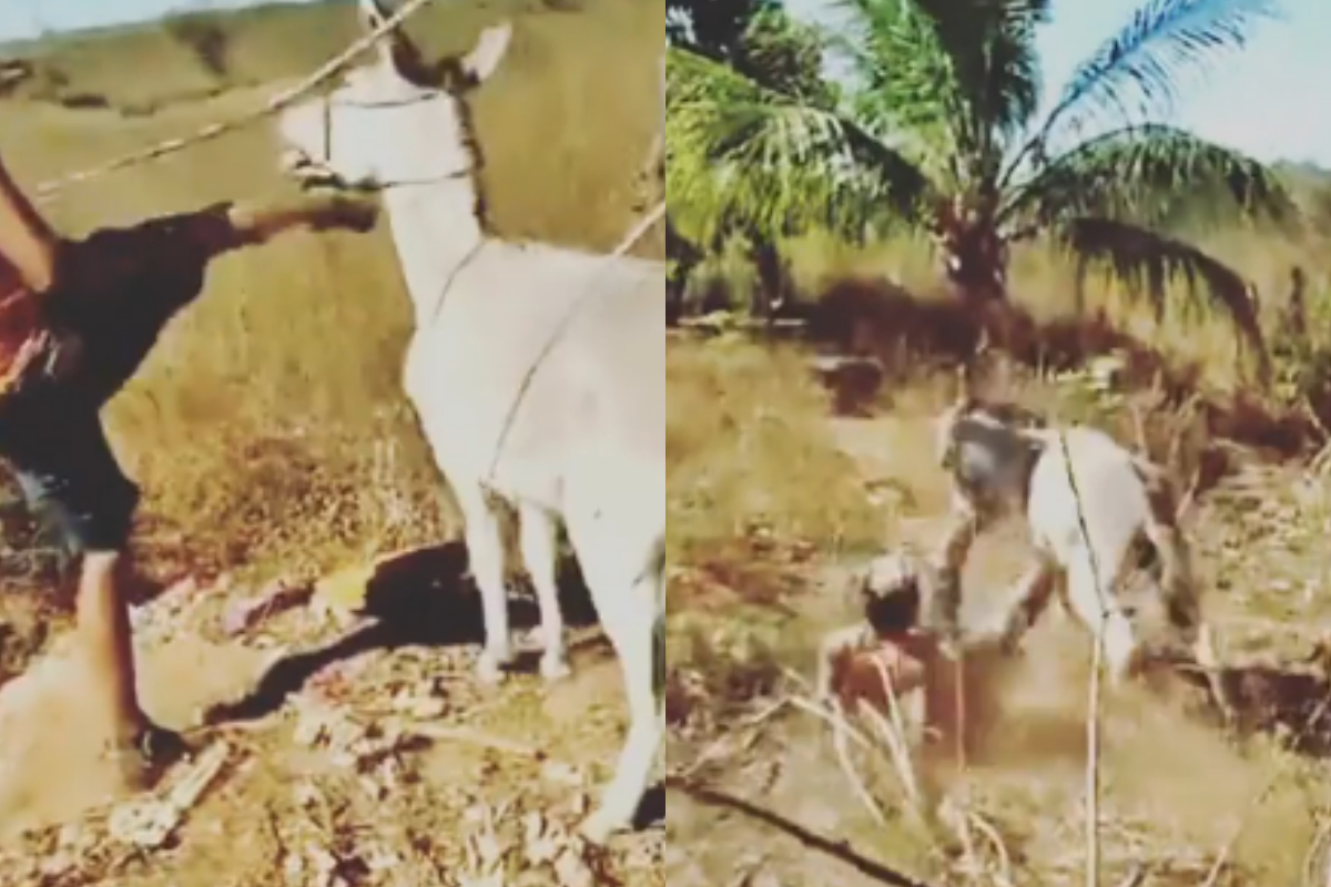 donkey