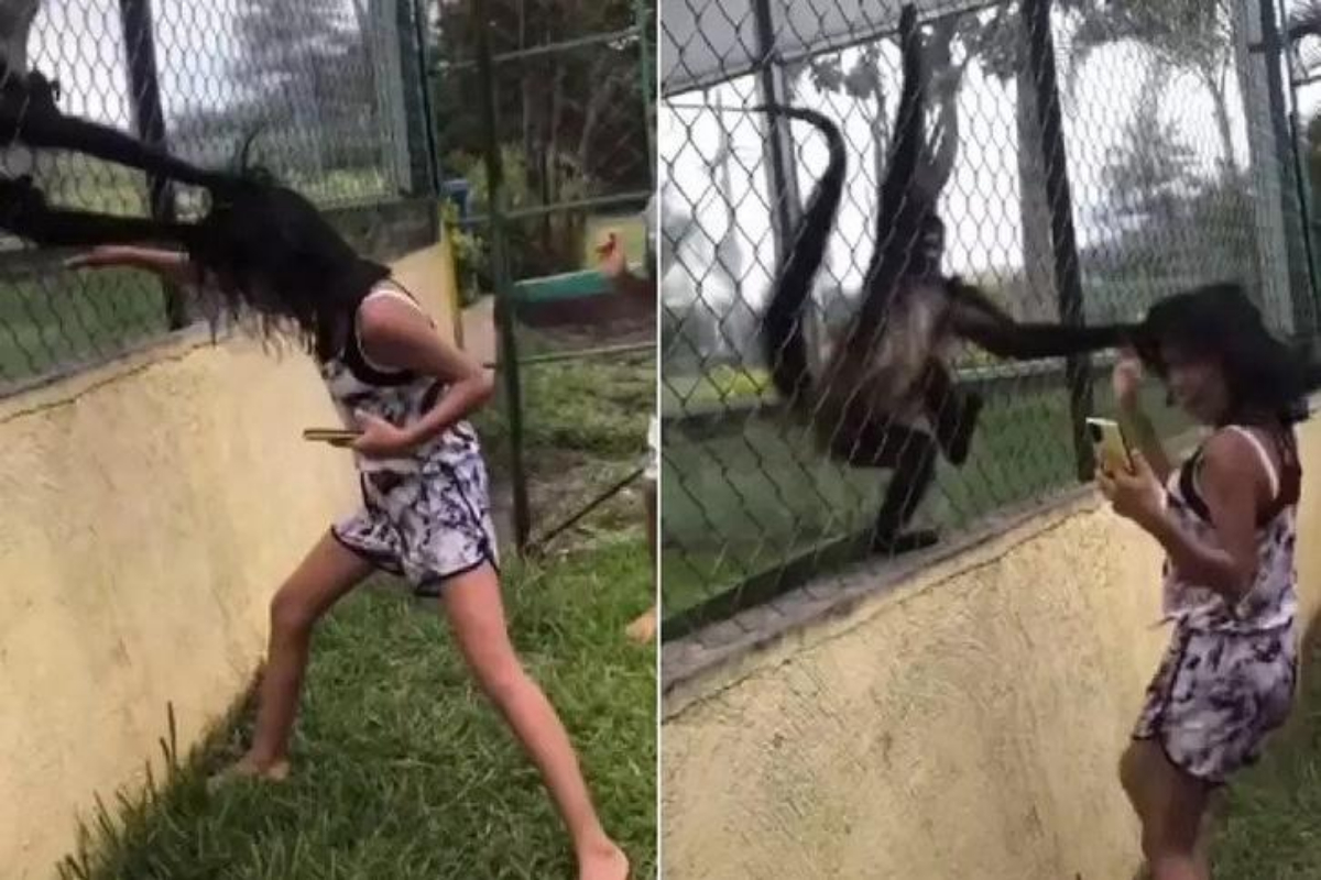 spider monkeys