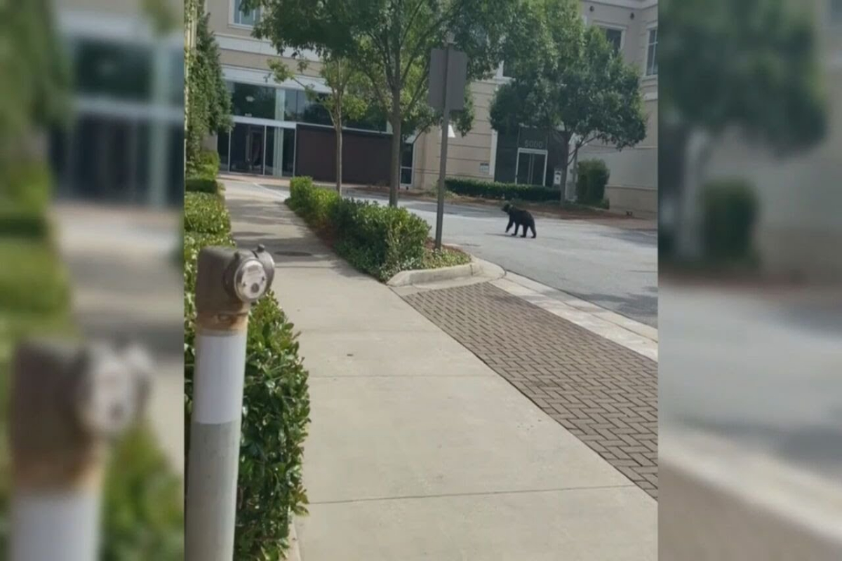 bear