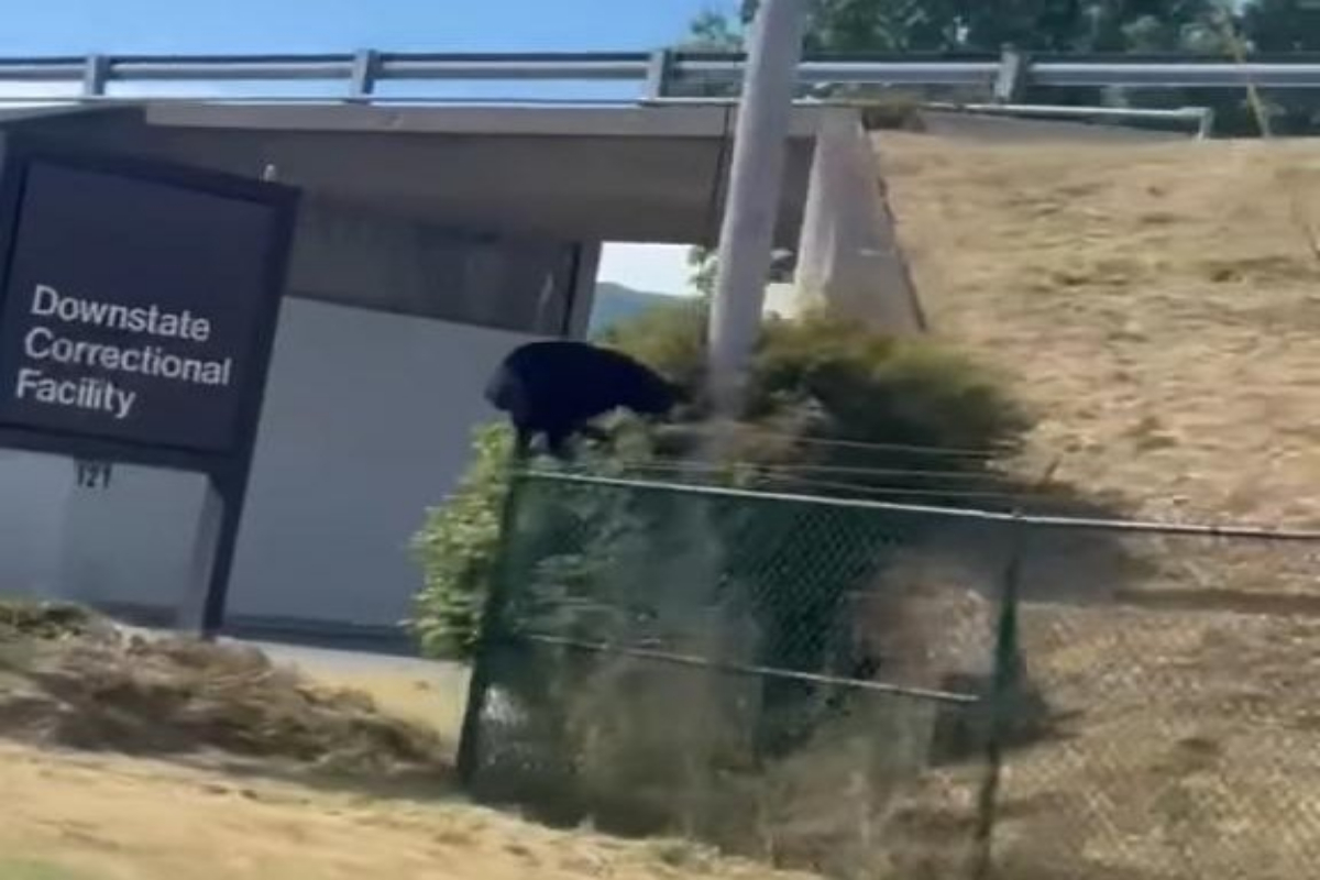 black bear prison