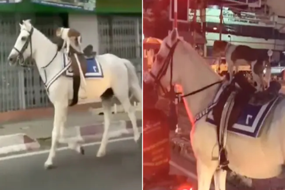 dog riding a horse