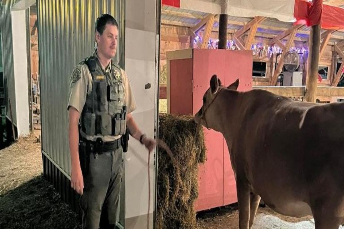 cow